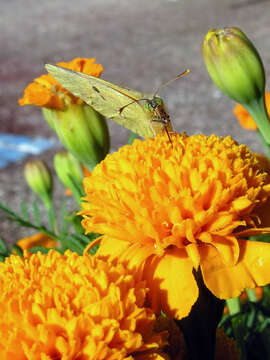 Image of clouded yellow