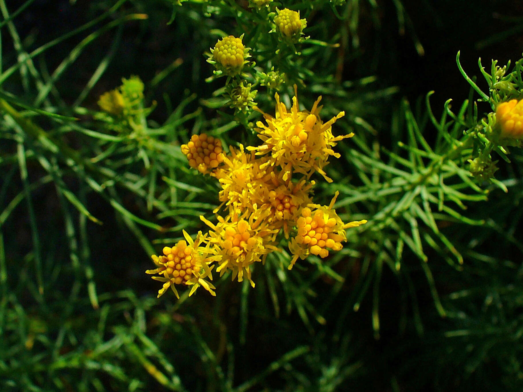 صورة Galatella linosyris (L.) Rchb. fil.