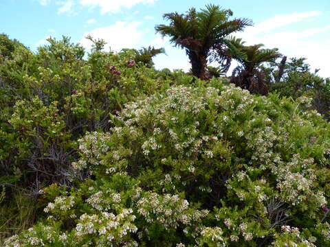 Imagem de Gaultheria racemulosa (DC.) D. J. Middleton