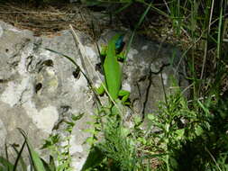 Image of Western Green Lizard