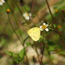 Image of Eurema smilax (Donovan 1805)