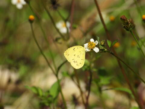 Слика од Eurema smilax (Donovan 1805)