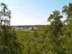 Image of Pond-Cypress