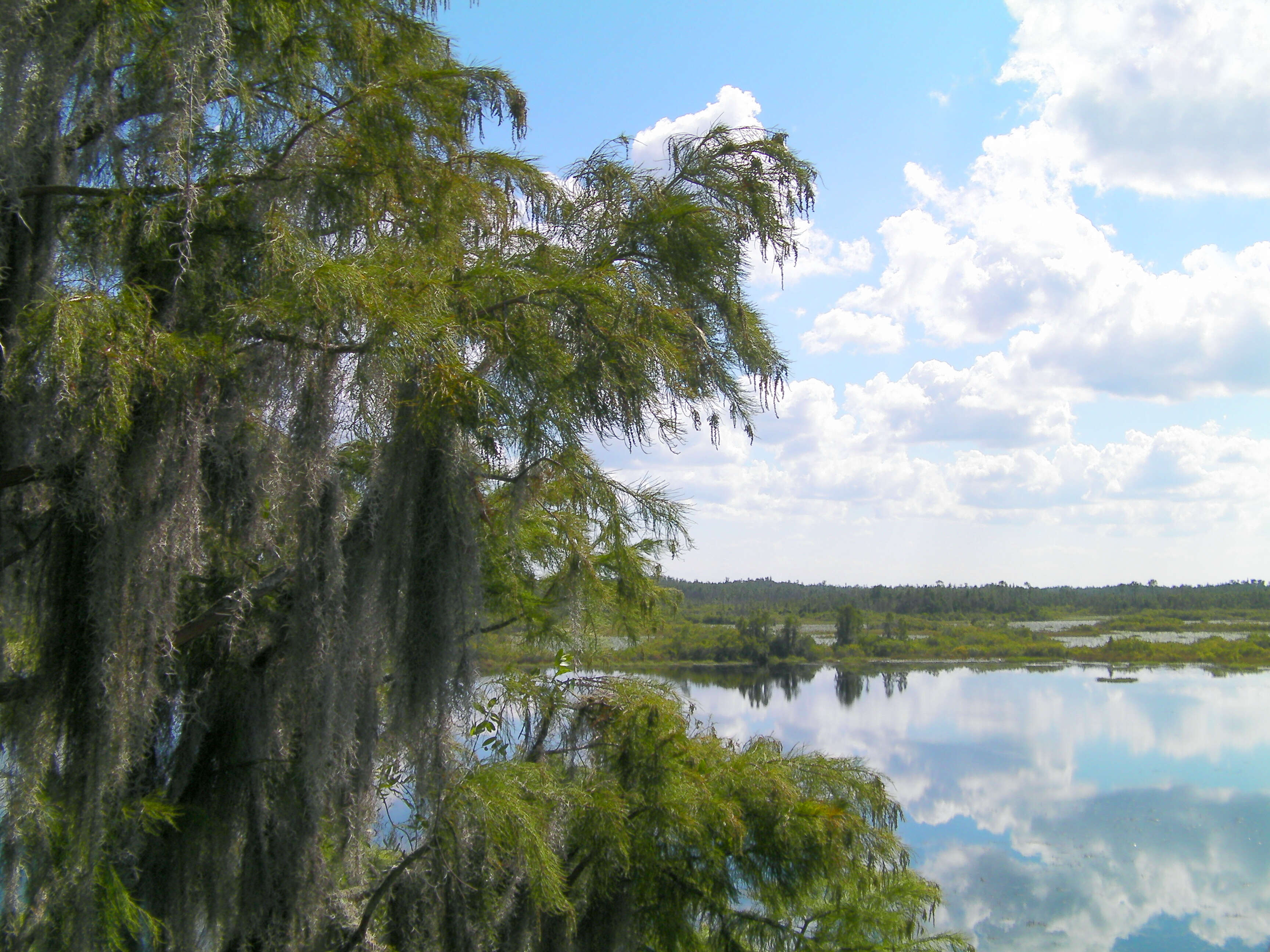 Image of Pond-Cypress