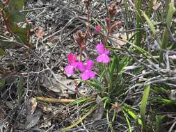 Image de Stylidium albomontis Carlq.