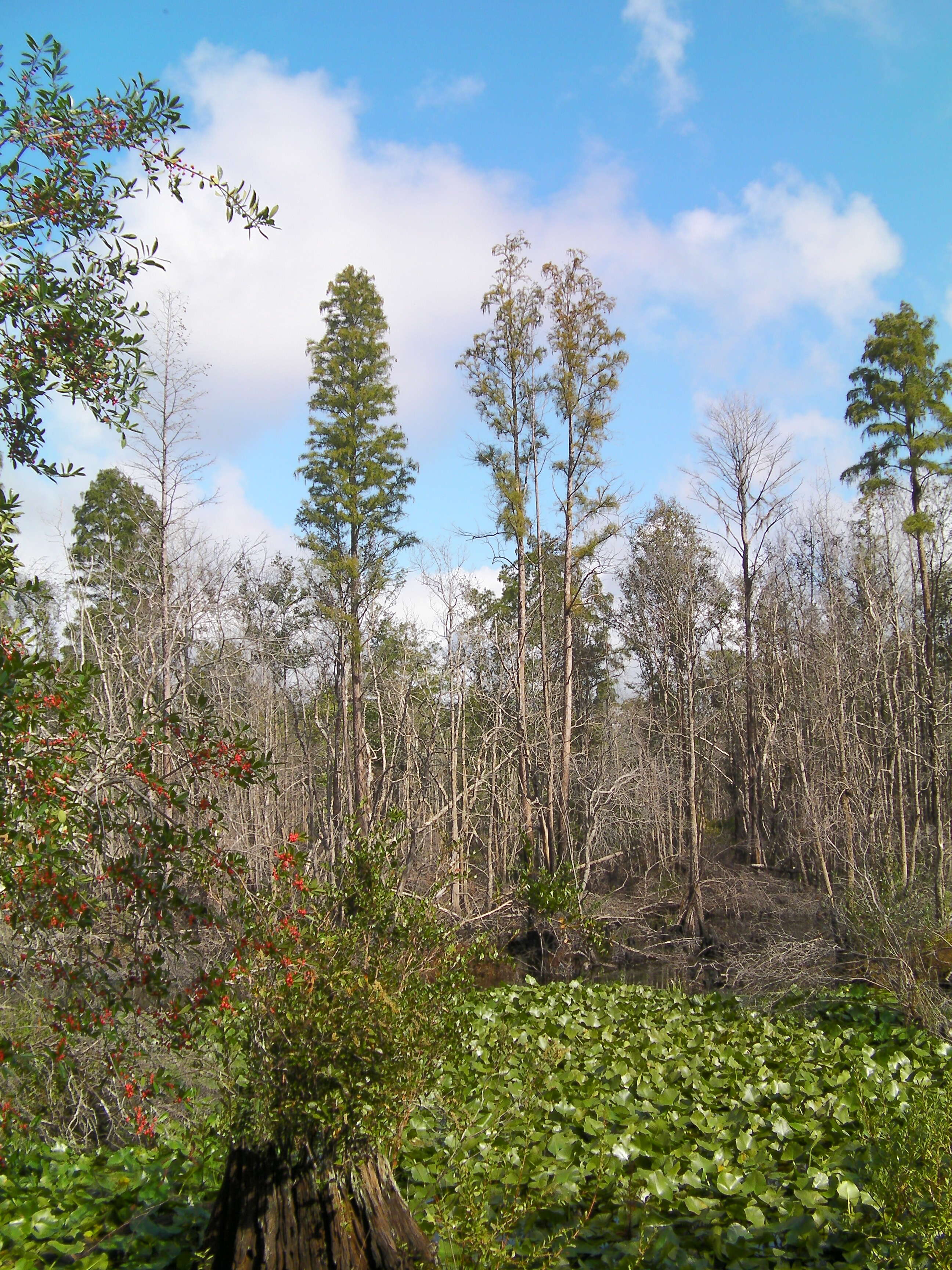 Image of Pond-Cypress