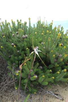 Image of Southern white spider orchid