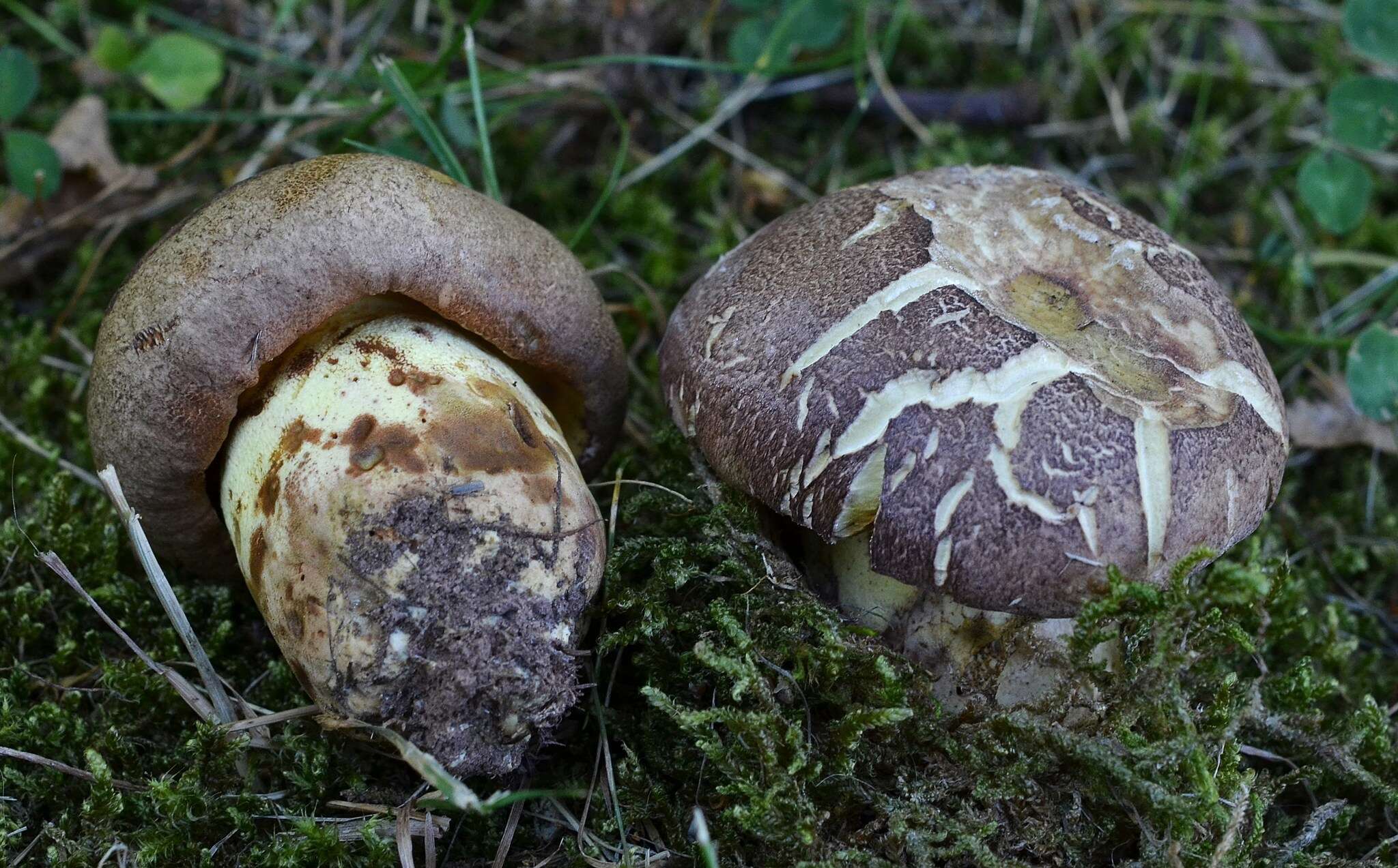 Image of butter bolete