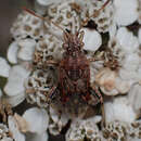 Слика од Stictopleurus crassicornis (Linnaeus 1758)