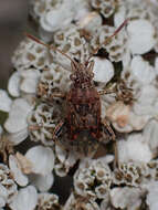 Слика од Stictopleurus crassicornis (Linnaeus 1758)