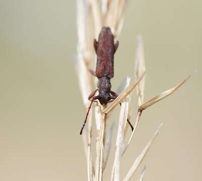 Image of Pempsamacra carteri McKeown 1942