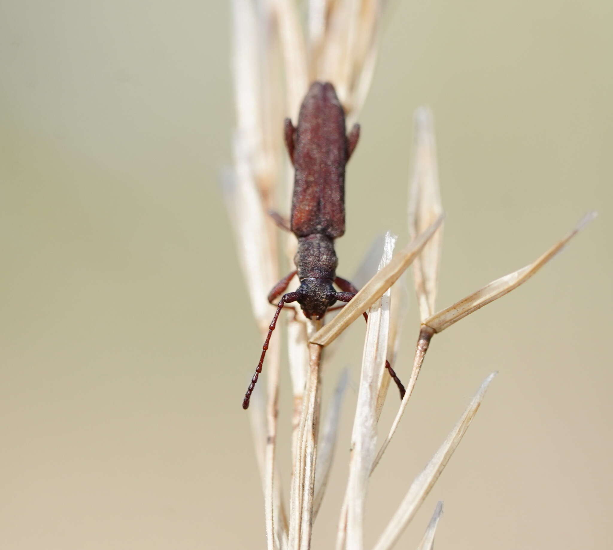 Image of Pempsamacra carteri McKeown 1942