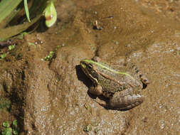 Image of Perez's Frog