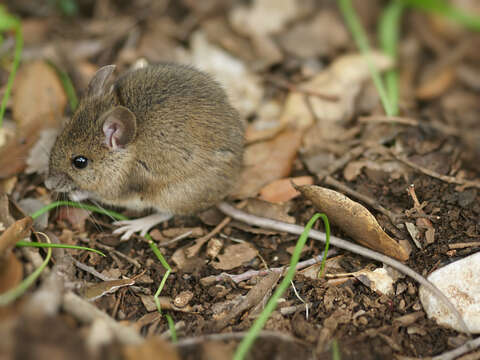 Image of wood mouse, long-tailed field mouse