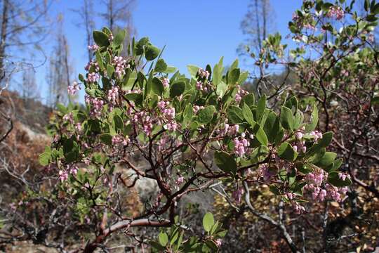 Image of Stanford's manzanita