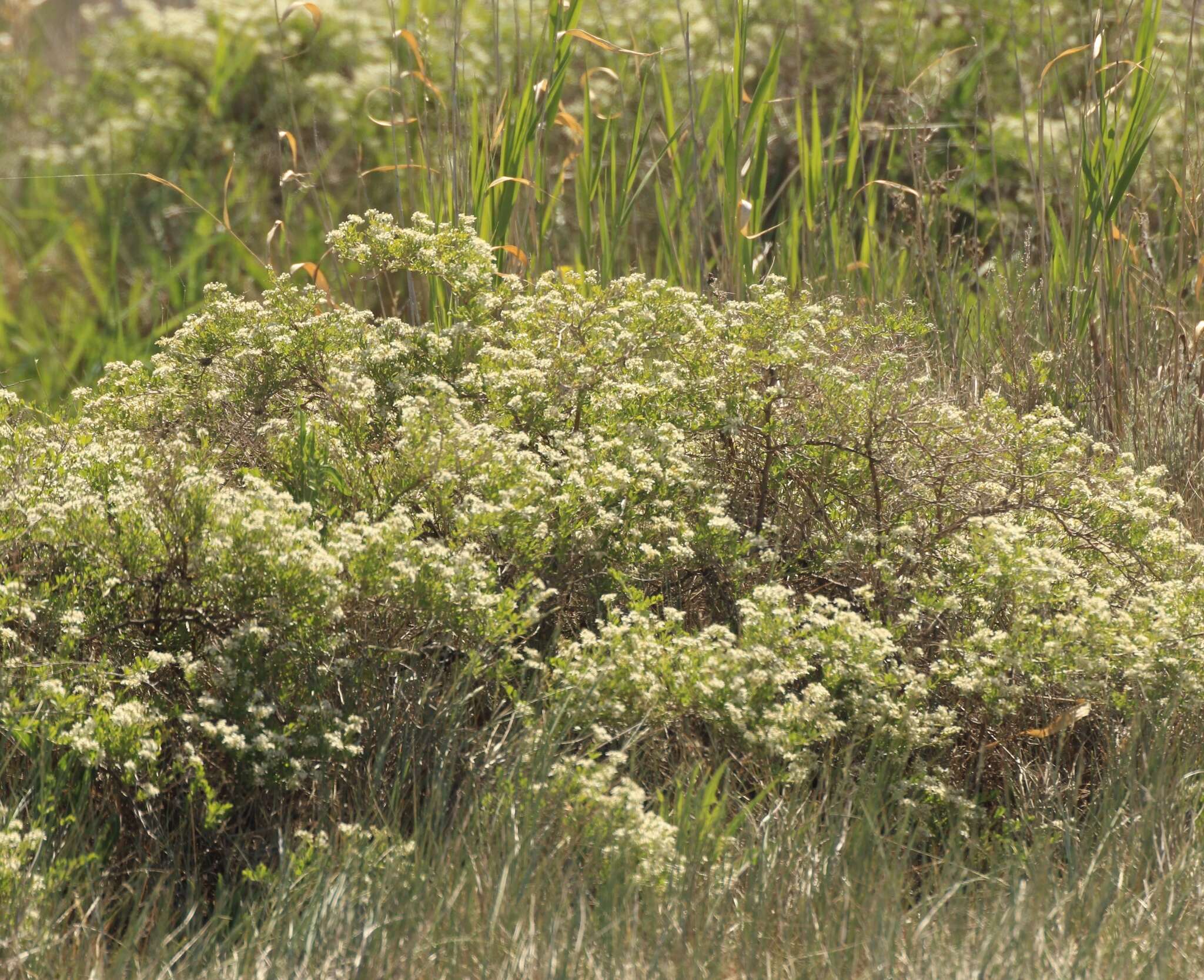 Image de Nitraria sibirica (DC.) Pall.