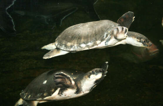 Image of pig-nosed turtle