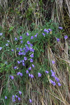 Imagem de Campanula carnica Schiede ex Mert. & W. D. J. Koch