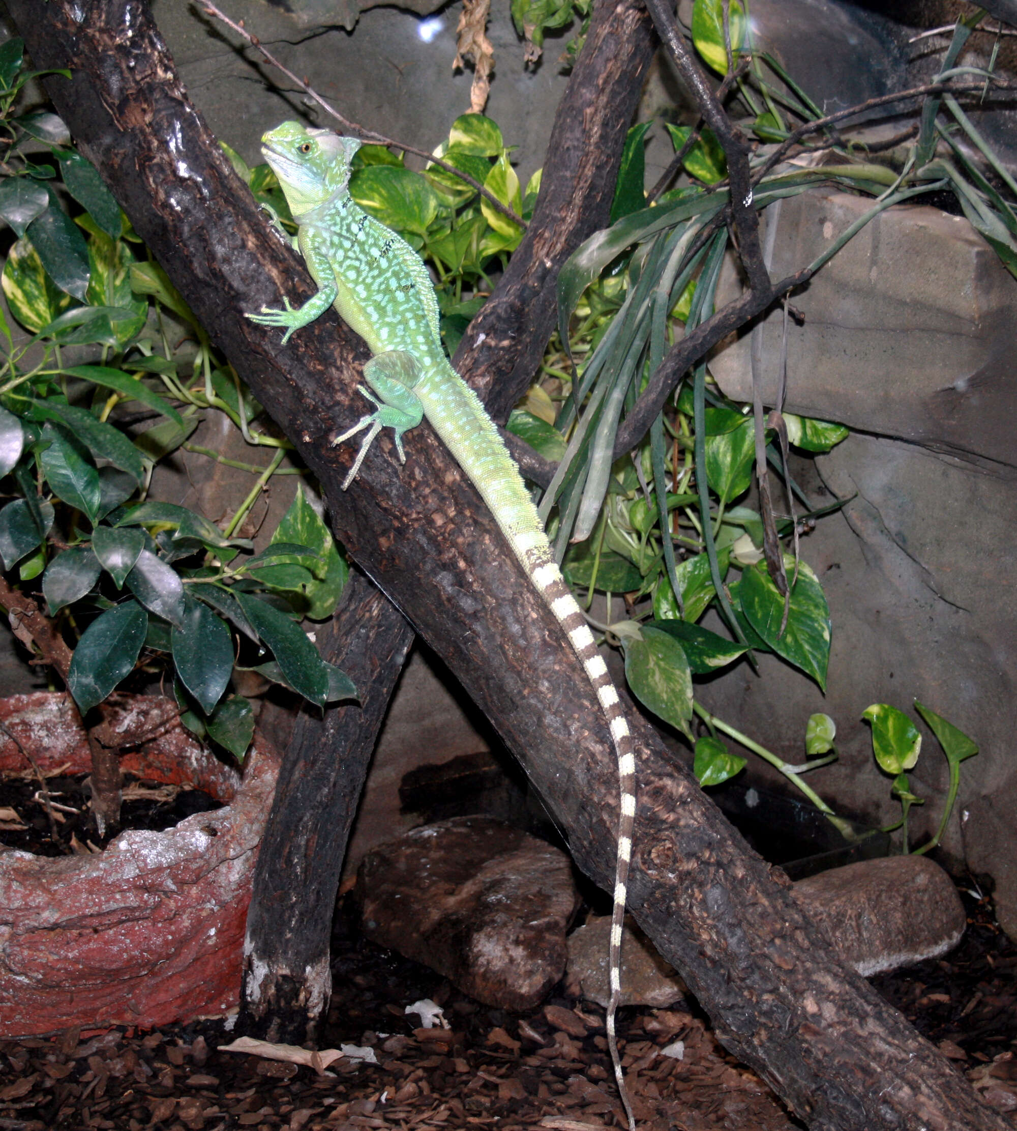 Image of Green Basilisk