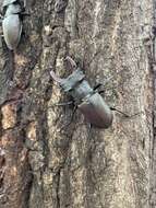 Image de Lucanus cervus cervus