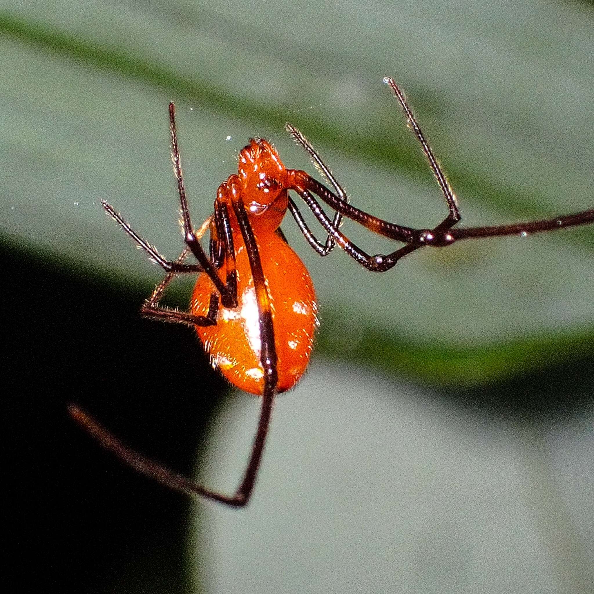 Image of Argyrodes miniaceus (Doleschall 1857)