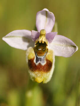 Image of Sawfly orchid