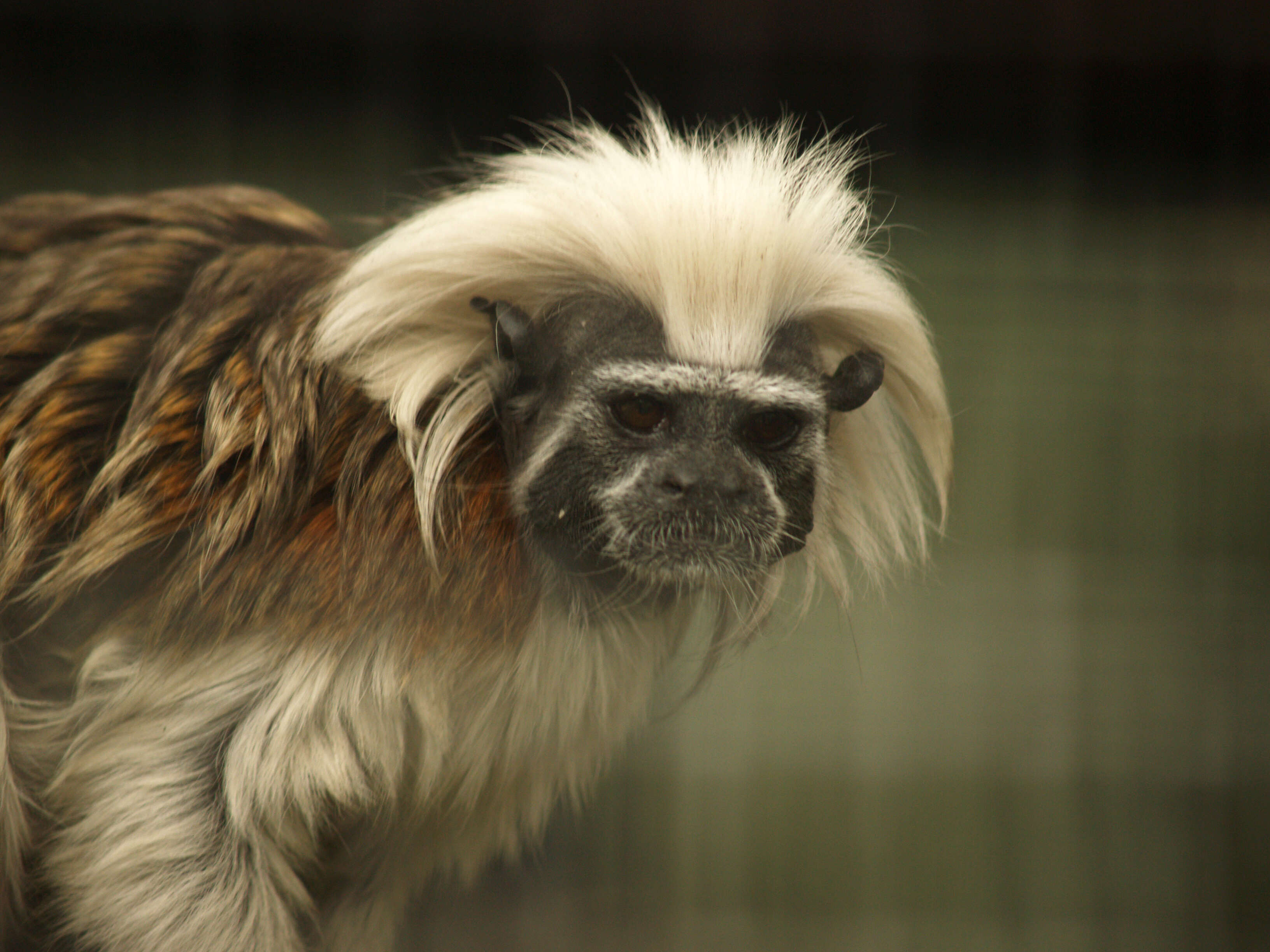 Image of cotton-top tamarin