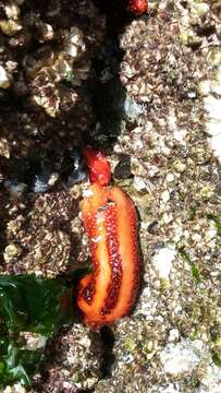 Image of Orange Sea Cucumber