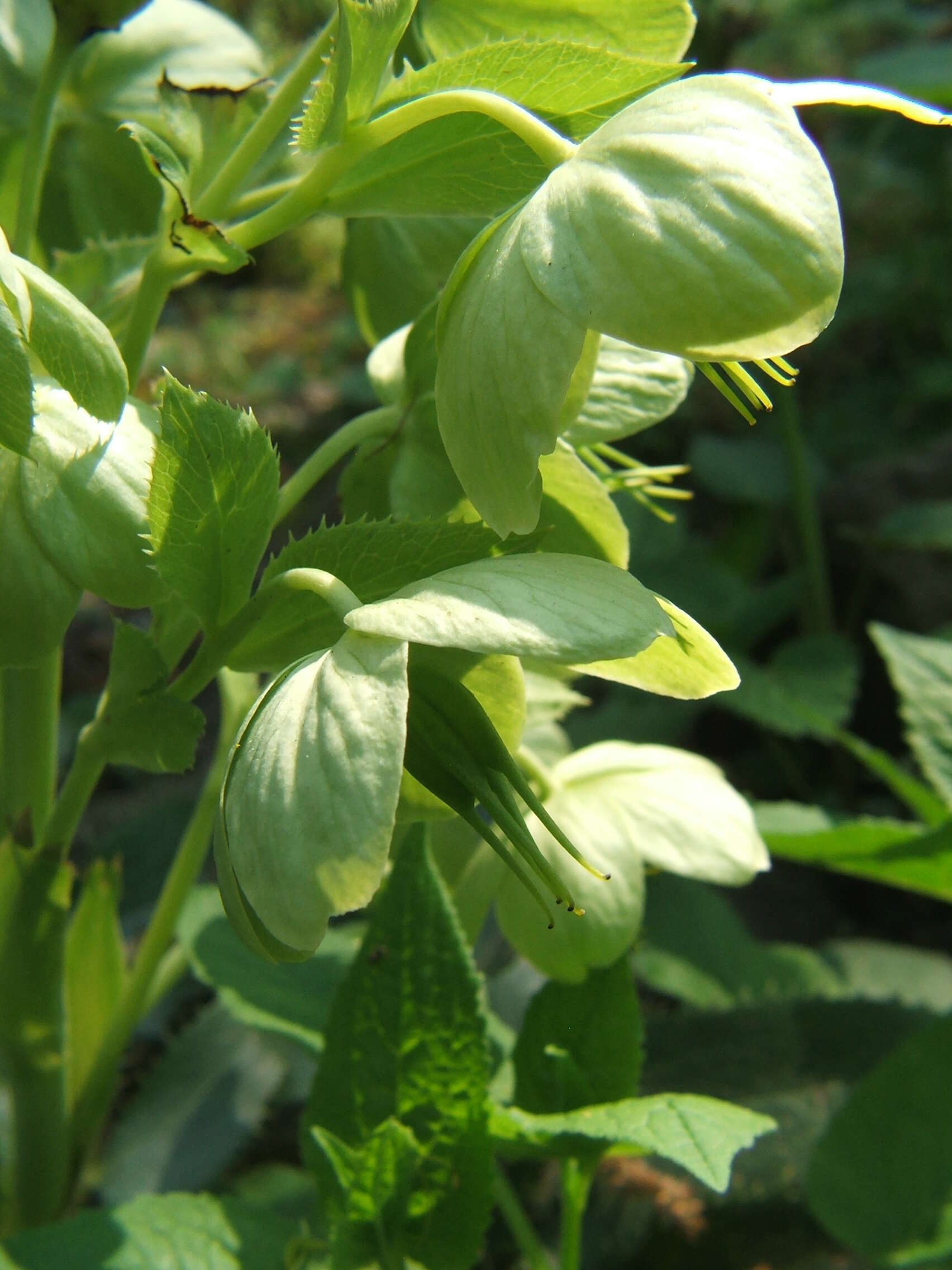 Image of Corsican hellebore