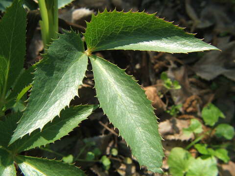 Image of Corsican hellebore