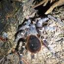 Sivun Acanthoscurria geniculata (C. L. Koch 1841) kuva