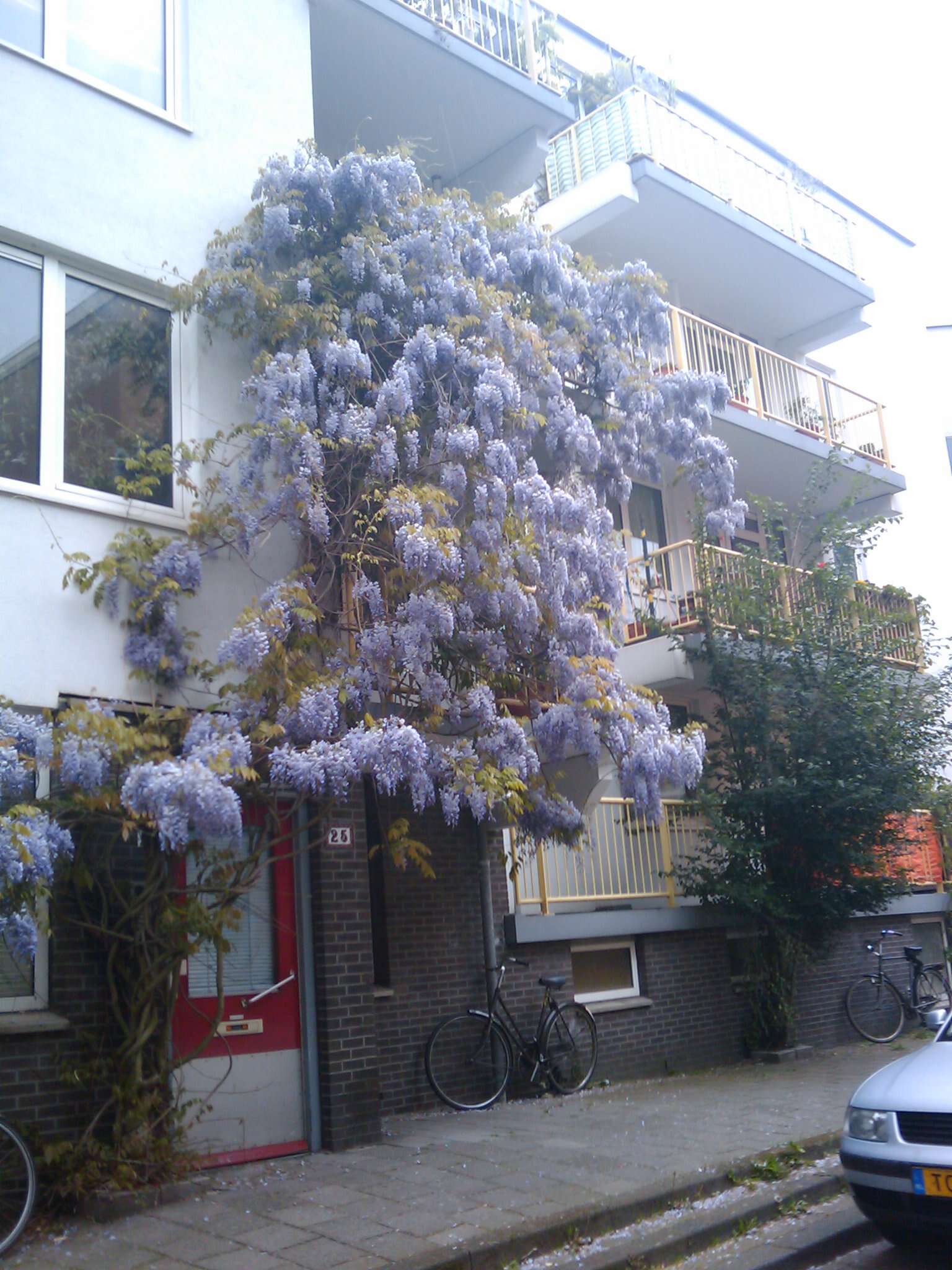 Image of Chinese wisteria