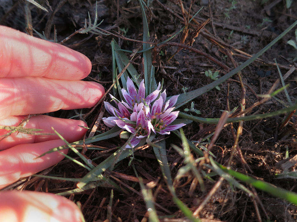 Image of Androcymbium roseum Engl.