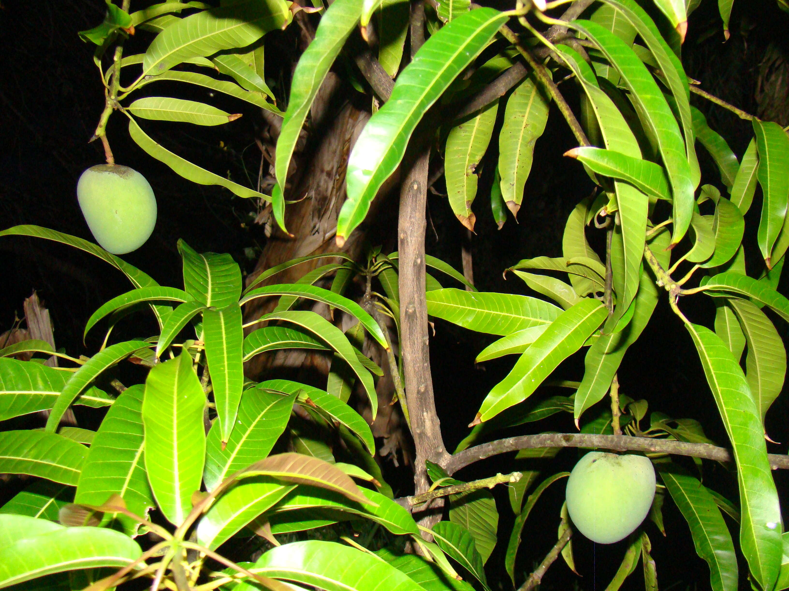 Image of Mango