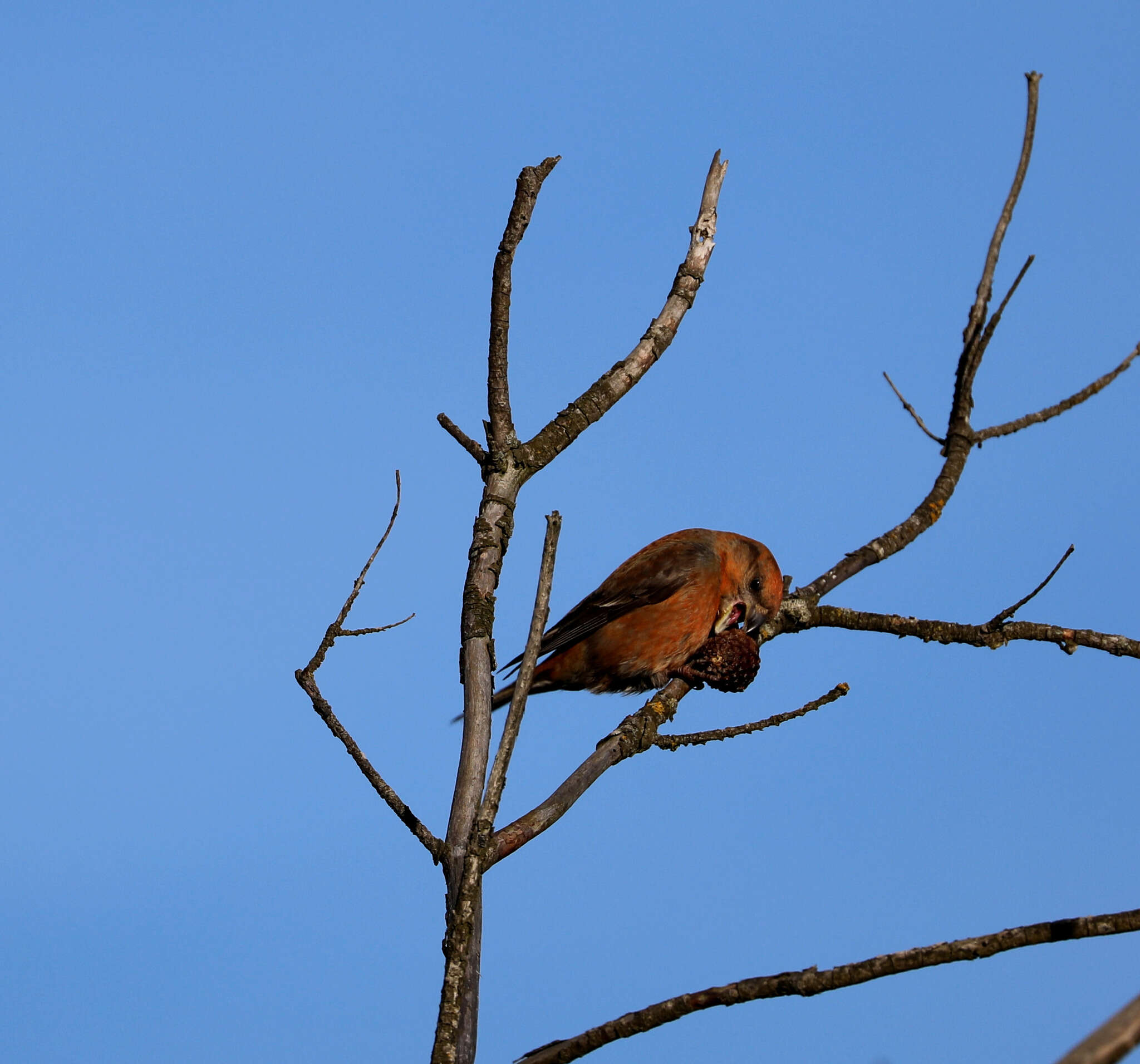 Image of Parrot Crossbill