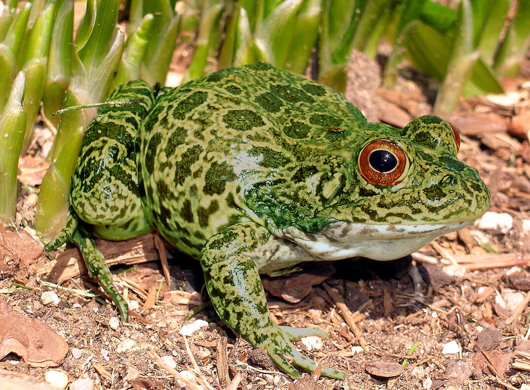 Image de Lithobates capito (Le Conte 1855)