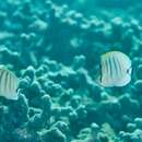 Image of Multiband Butterflyfish