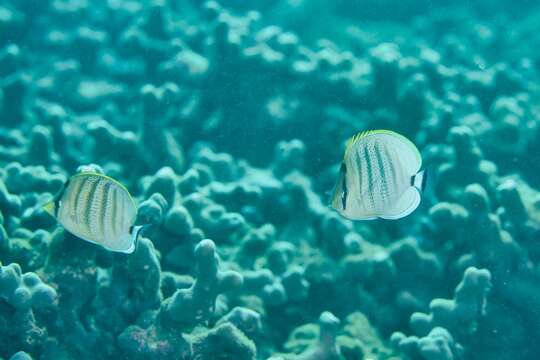 Image of Multiband Butterflyfish