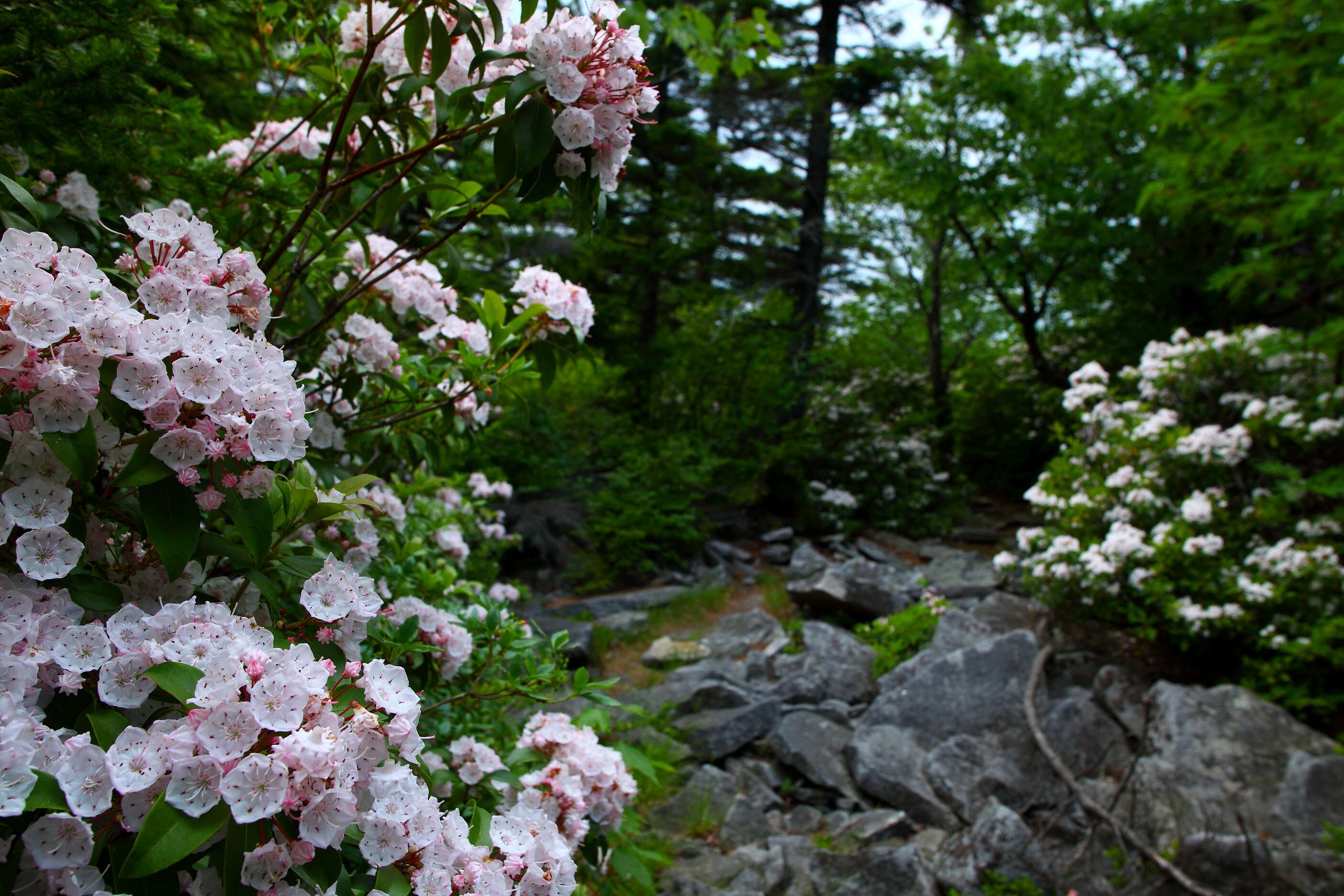 Image of mountain laurel