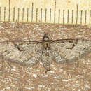 Image of Eupithecia bolterii Hulst 1900