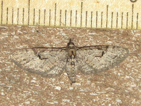 Image of Eupithecia bolterii Hulst 1900