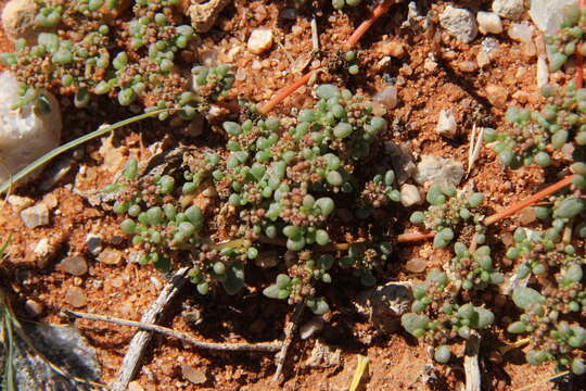 Image of Trianthema parvifolia E. Mey.