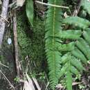 Imagem de Blechnum arcuatum Remy ex Fée