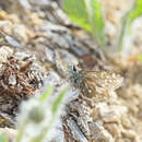 Image of Alpine Grizzled Skipper