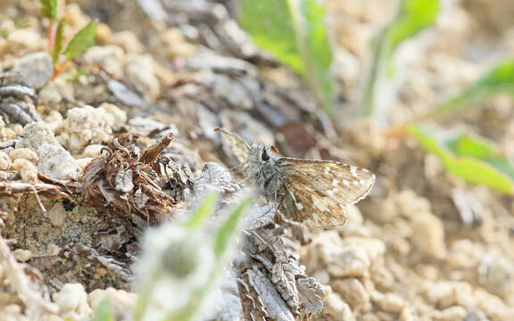 Image of Alpine Grizzled Skipper