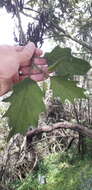 Image of Solanum stellatiglandulosum Bitler