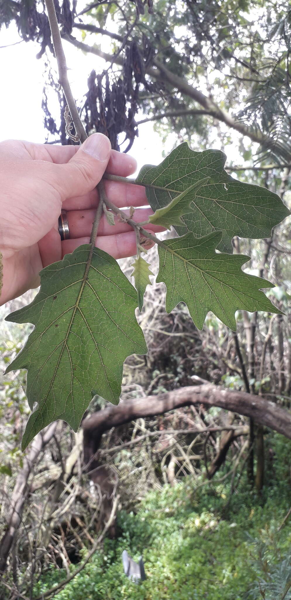 Image of Solanum stellatiglandulosum Bitler