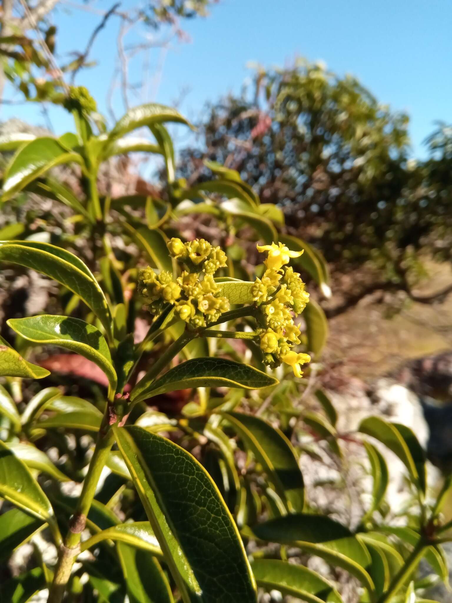 Image of Psychotria isalensis (Bremek.) A. P. Davis & Govaerts