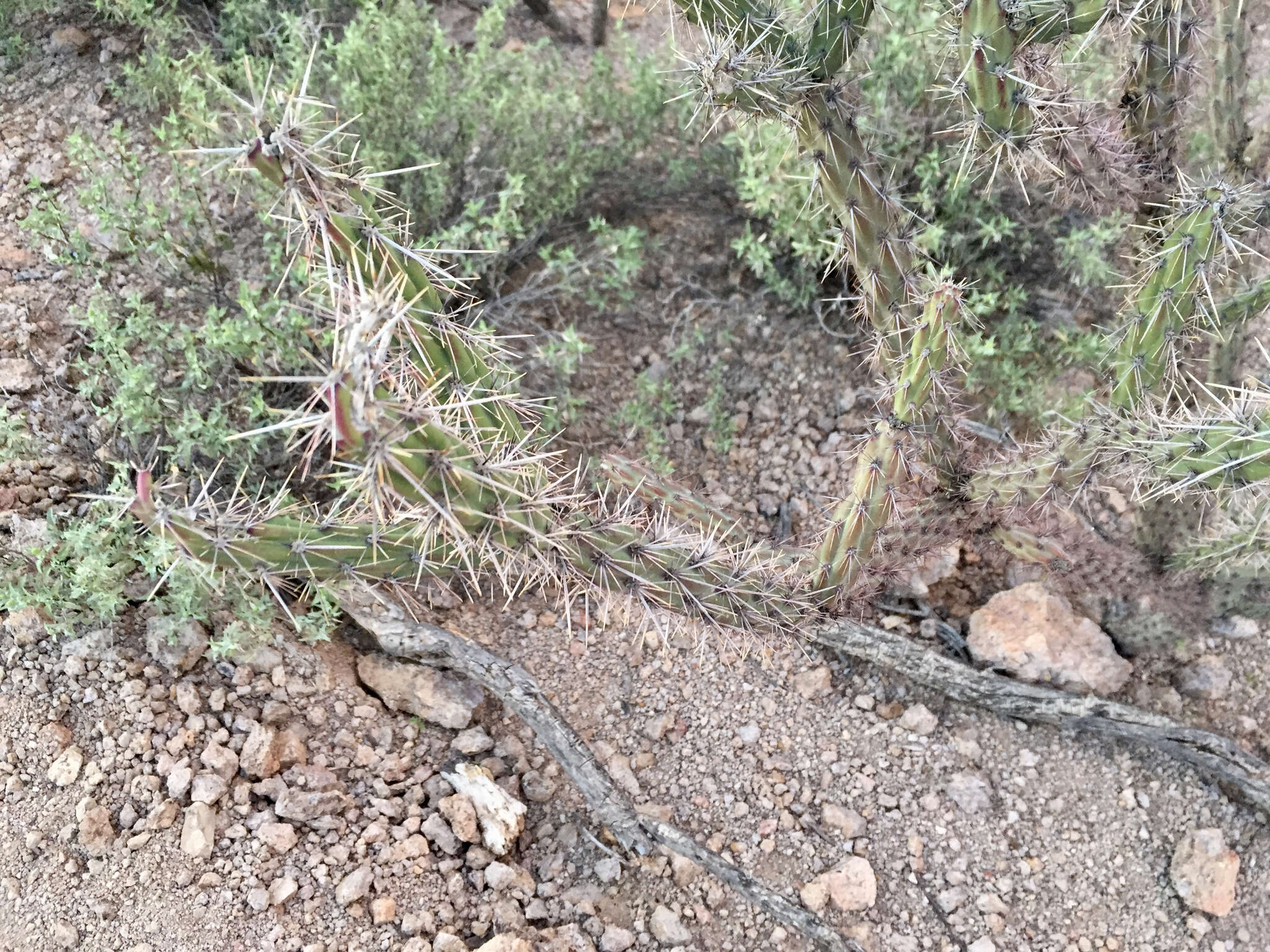 Image of buck-horn cholla