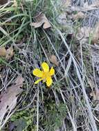 Ranunculus triternatus A. Gray的圖片